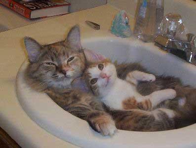 cats-kitten-sink